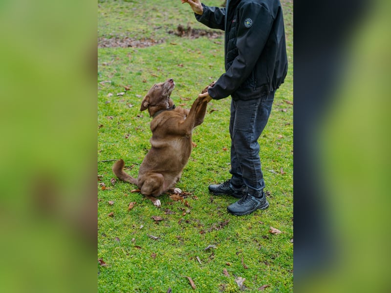 Hündin Archie sucht ein Zuhause