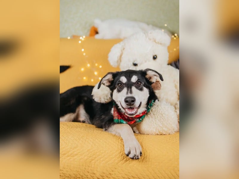 Süße Mia wartet auf ihre Menschen