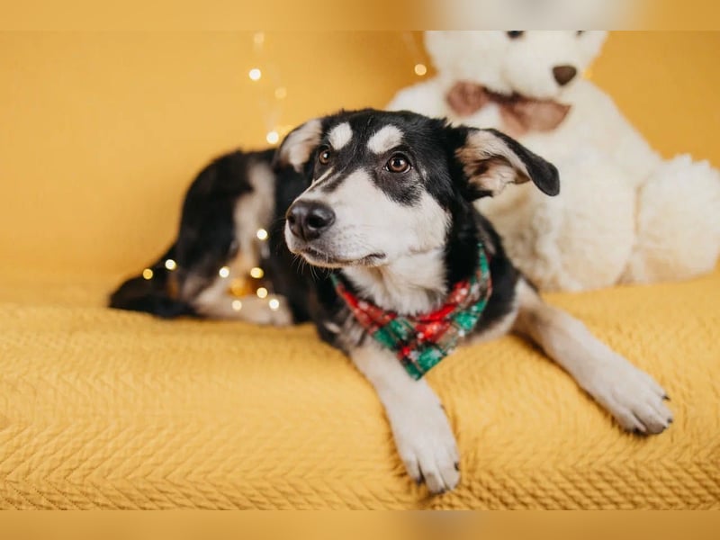 Süße Mia wartet auf ihre Menschen