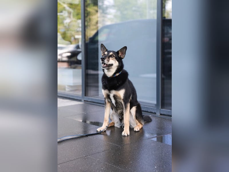 Chejs ein schwarzer Schäferhund - mischling als  treuer Wegbereiter!