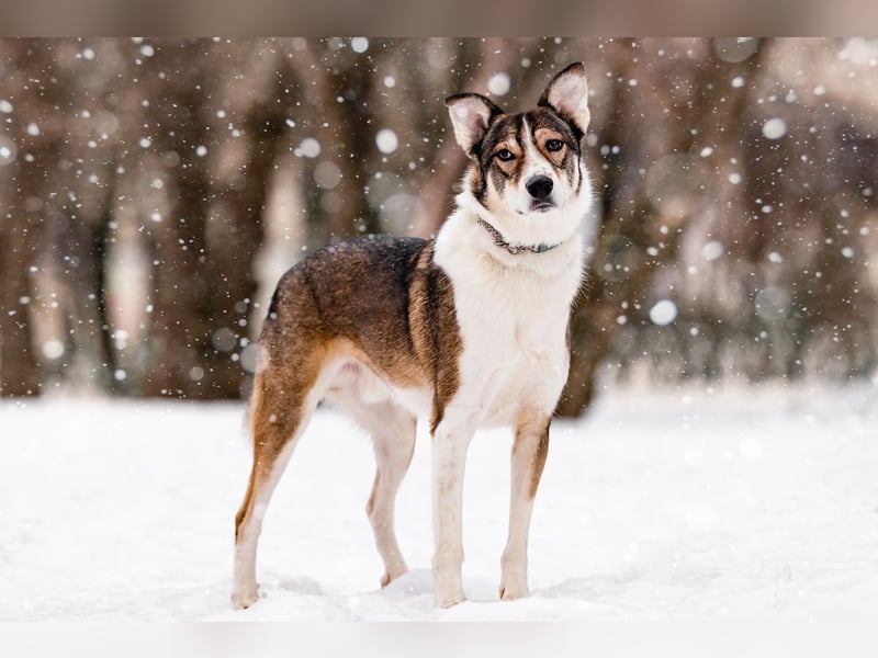 Traum zuhause für Choppy gesucht