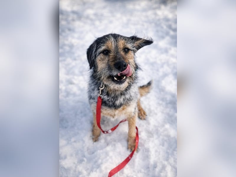 Belle hat großes Herz zu Verschenken