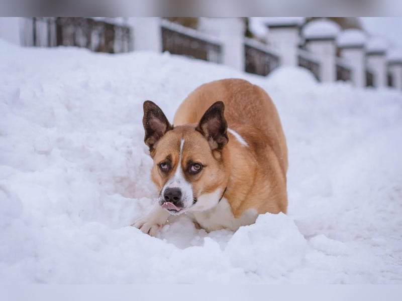 Astra sieht nicht perfekt aus, aber hat ein großes Herz
