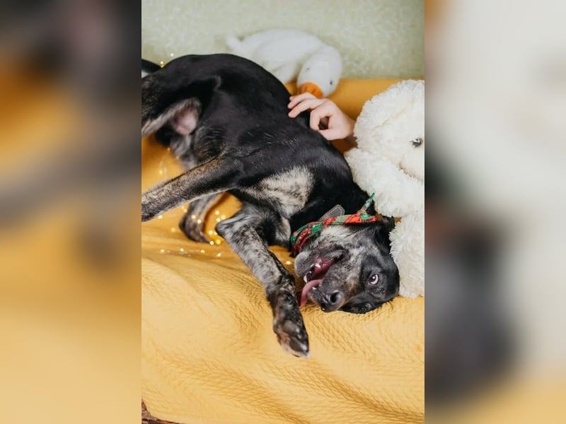 Odin sucht End platz!