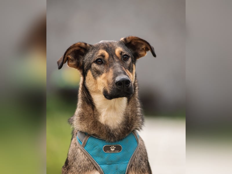 Mutiger Krosh sucht aktive Familie