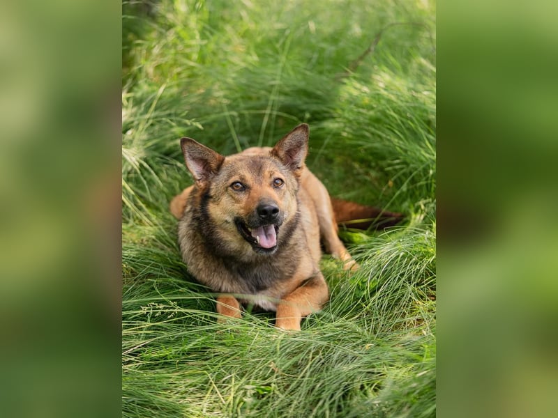 Anhängliche Nika sucht Menschen