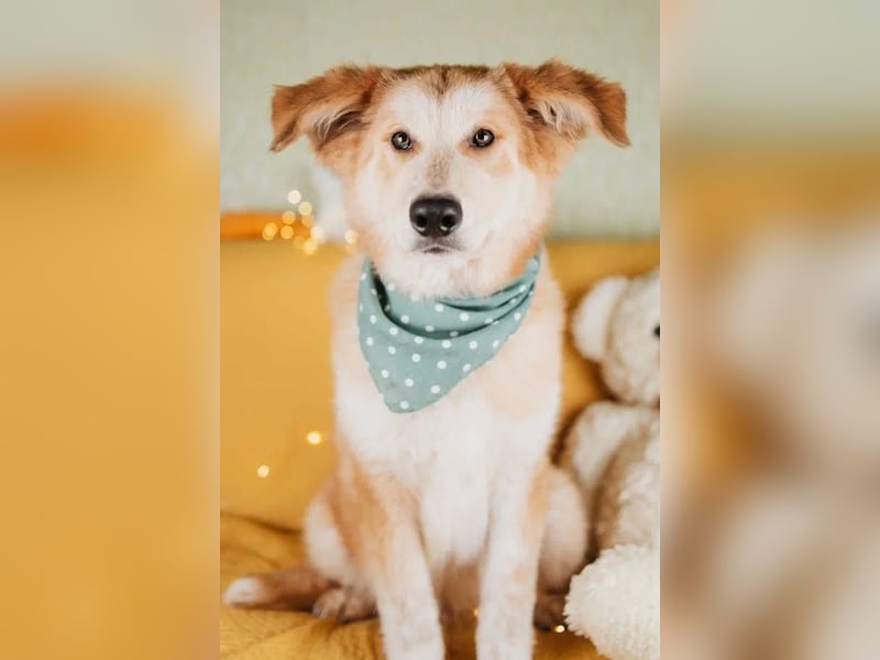 Flauschiger Donald sucht seine Familie