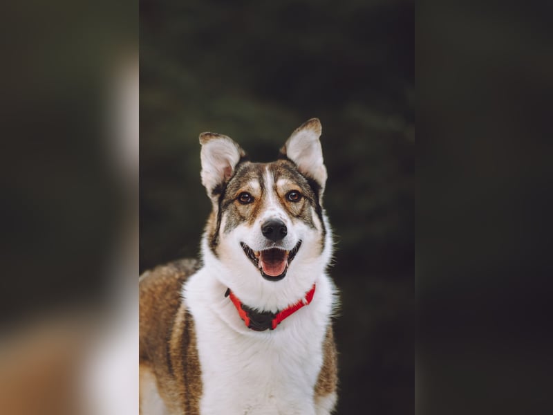 Traum zuhause für Choppy gesucht