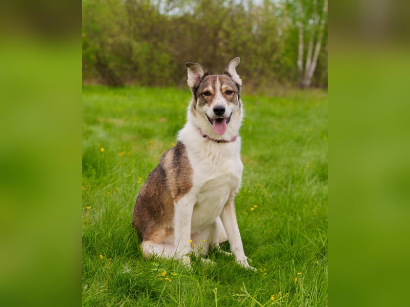 Traum zuhause für Choppy gesucht