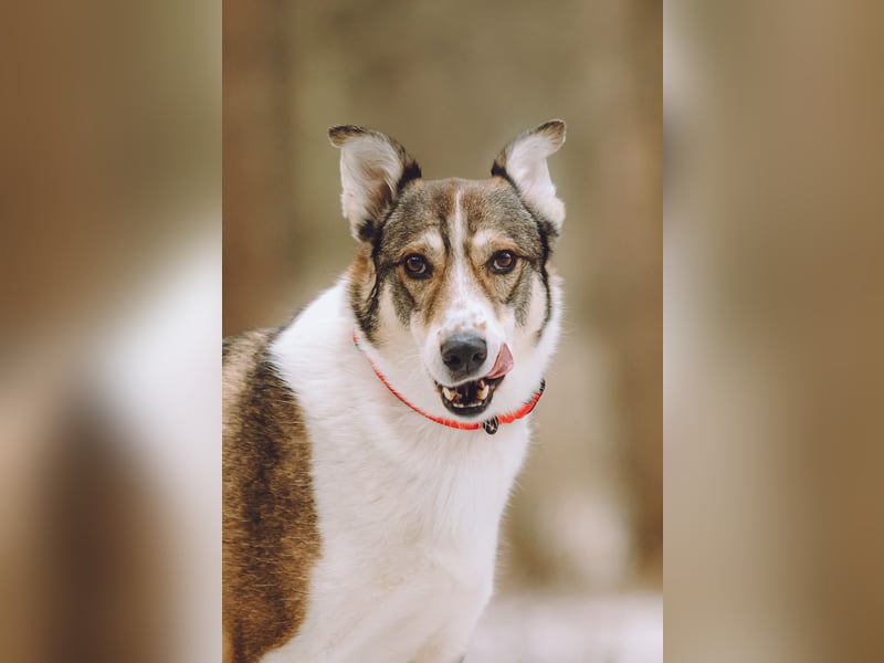 Traum zuhause für Choppy gesucht