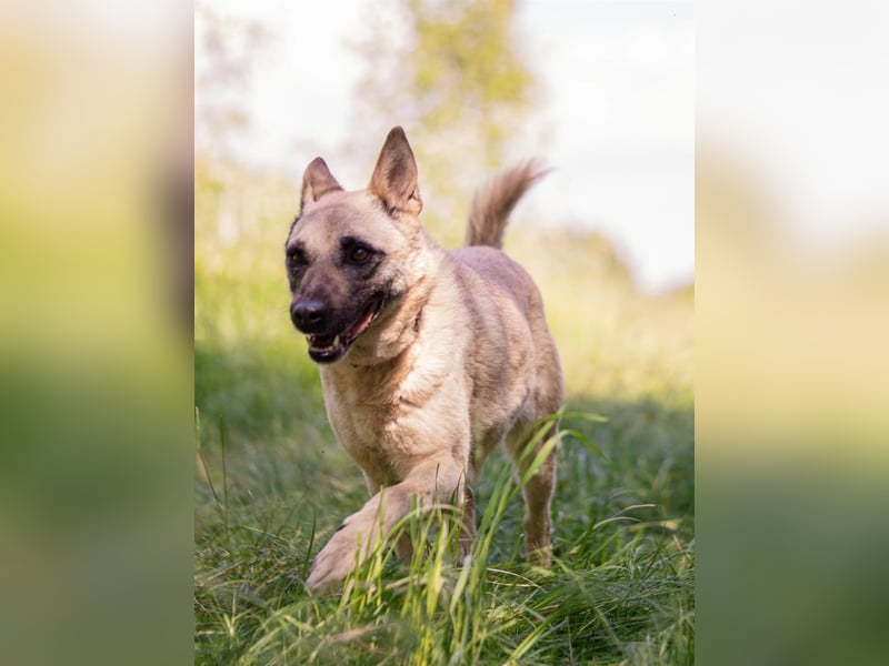 Sanfte Sofia sucht treue Familie