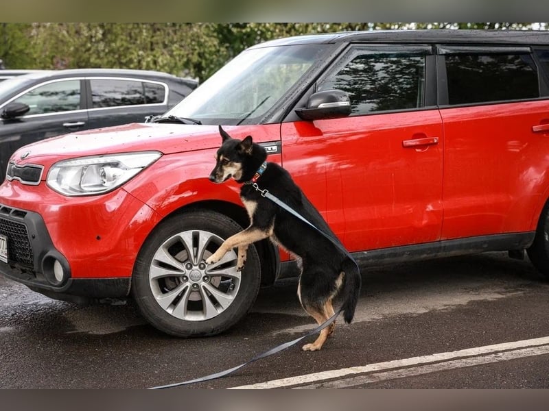 Chejs ein schwarzer Schäferhund - mischling als  treuer Wegbereiter!