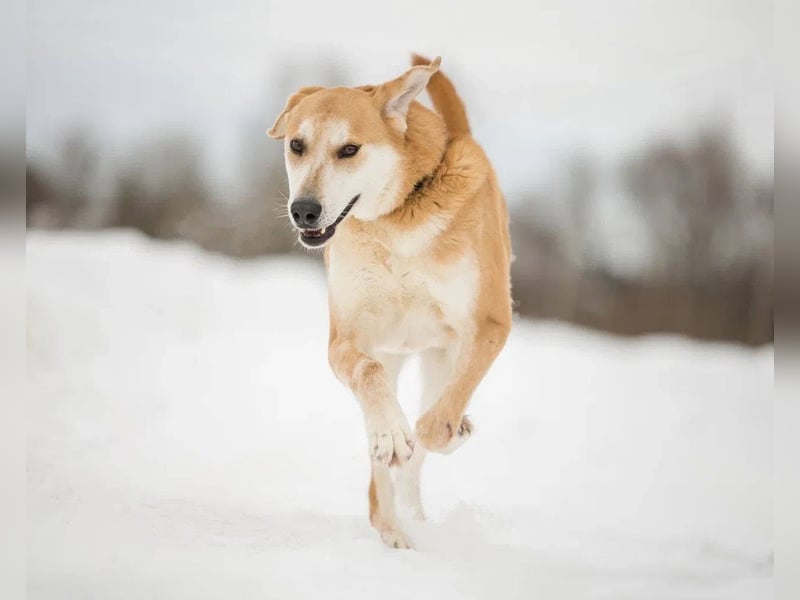 Ulan, weiches Herz wartet auf einen tollen Besitzer