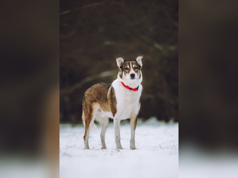 Traum zuhause für Choppy gesucht