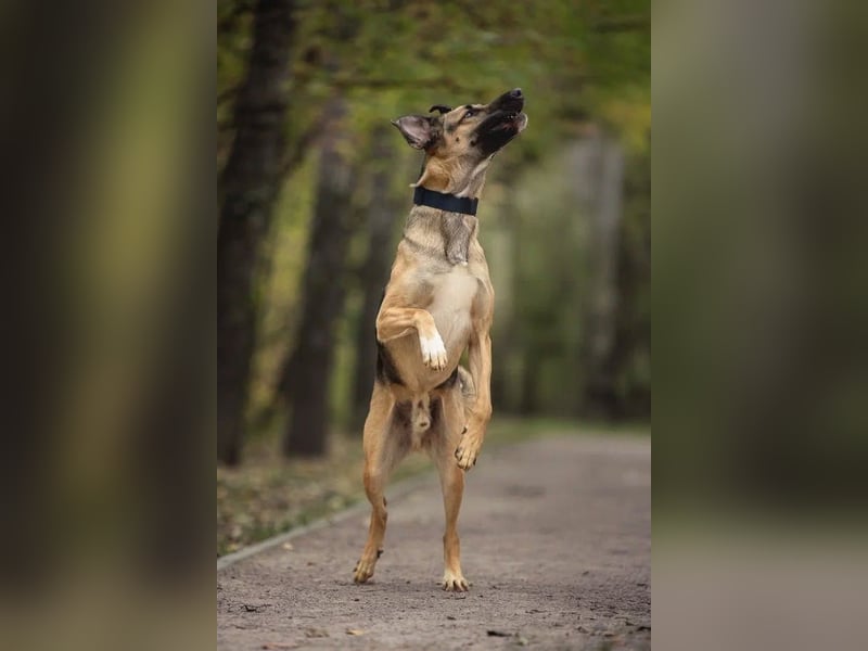 Gib Nosok eine neue Chance...