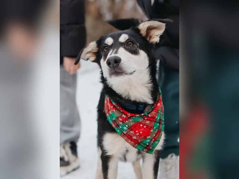 Süße Mia wartet auf ihre Menschen