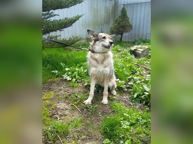 Wuschel Marta wartet auf ihre Menschen
