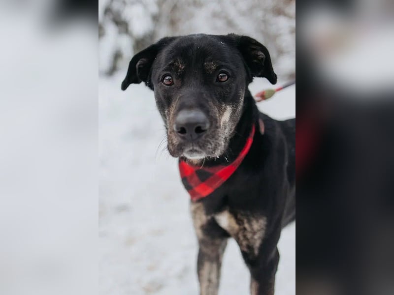 Odin sucht End platz!