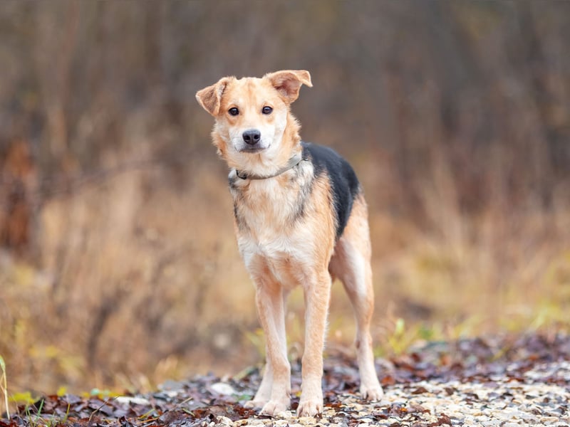Asya ist schüchtern aber mit viel liebe...