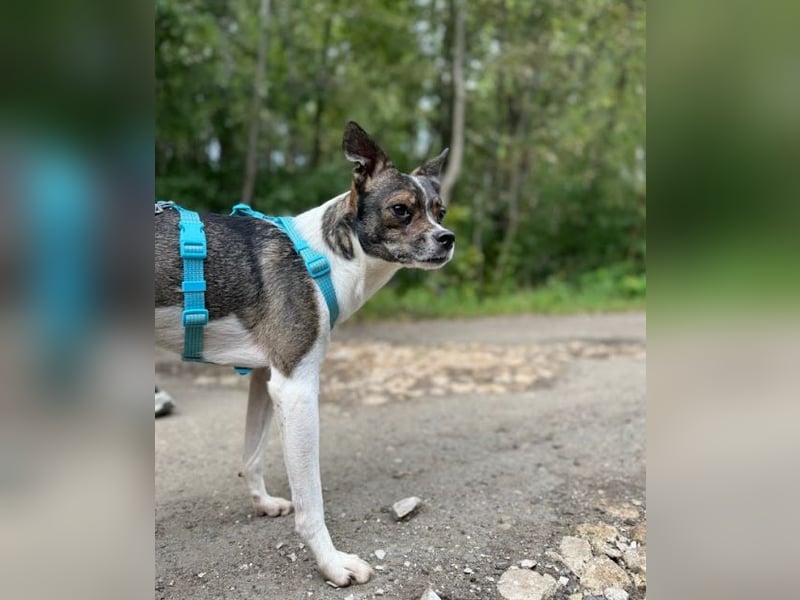 Gesseliger Peter sucht dich ...