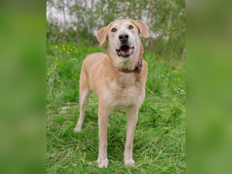 Ulan, weiches Herz wartet auf einen tollen Besitzer