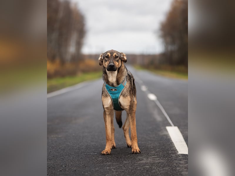 Mutiger Krosh sucht aktive Familie