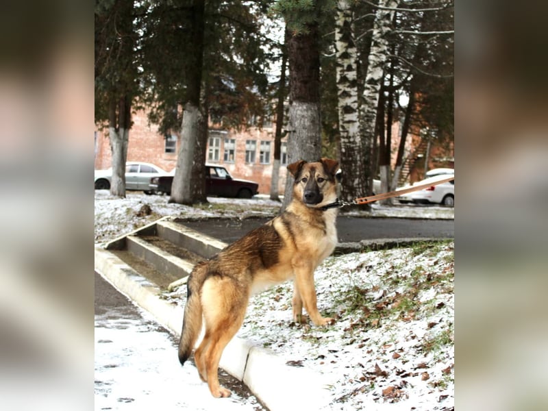 Wundervolle Lapa sucht ihre treuen Menschen