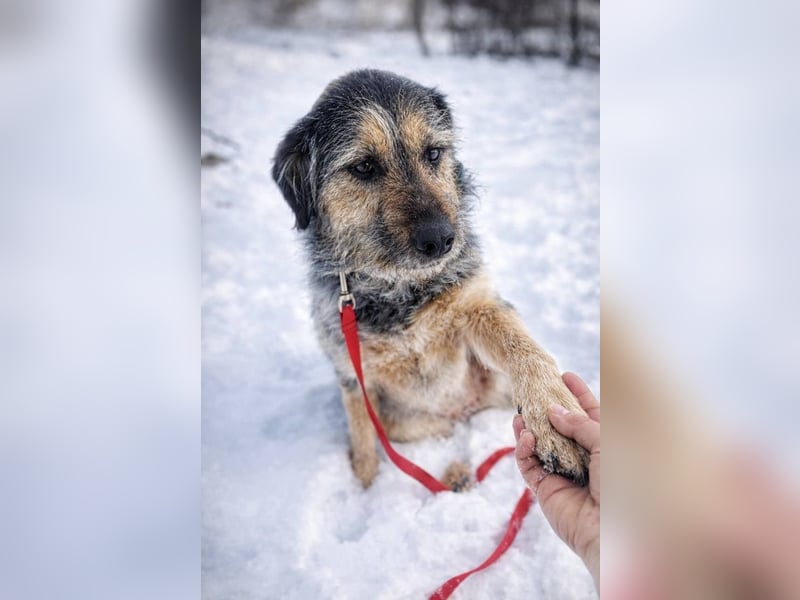 Belle hat großes Herz zu Verschenken