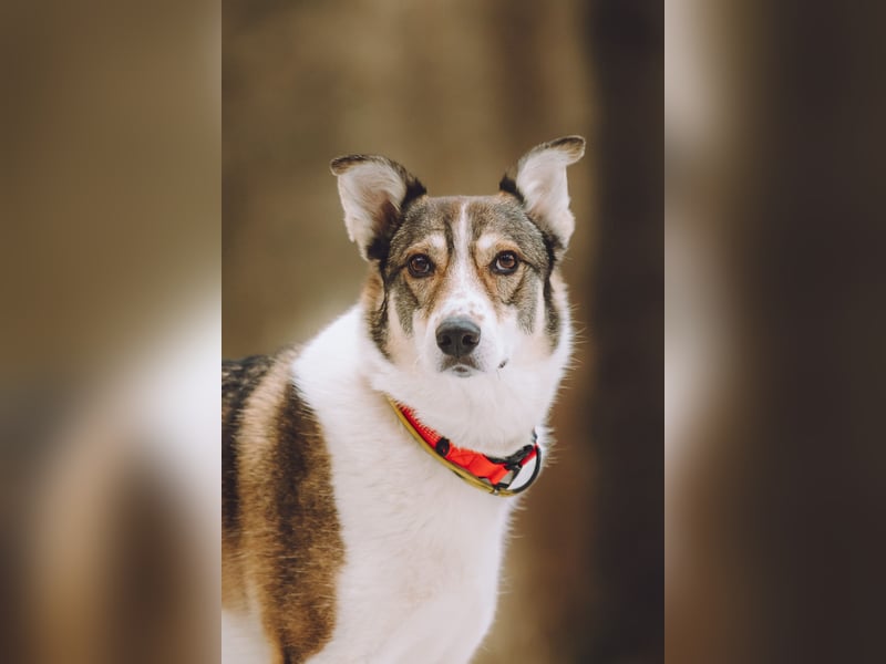 Traum zuhause für Choppy gesucht