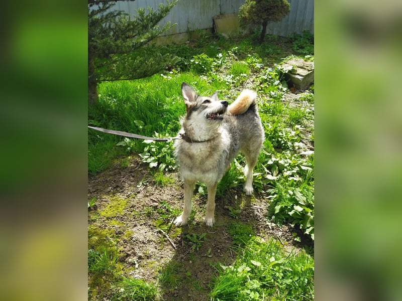 Wuschel Marta wartet auf ihre Menschen