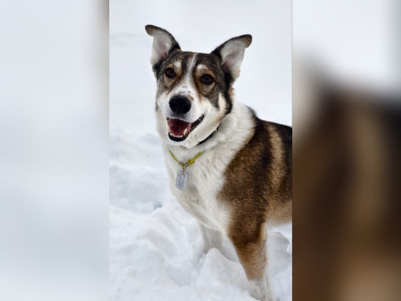 Traum zuhause für Choppy gesucht