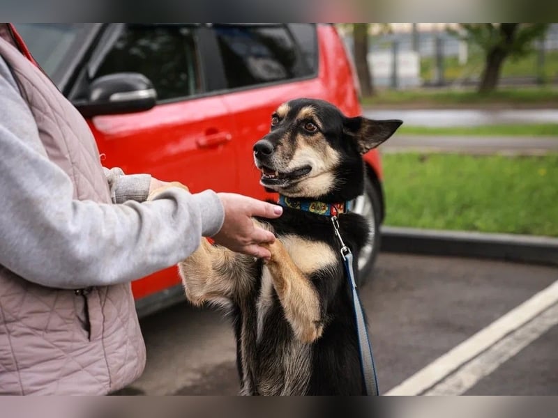 Chejs ein schwarzer Schäferhund - mischling als  treuer Wegbereiter!