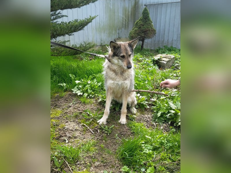 Wuschel Marta wartet auf ihre Menschen