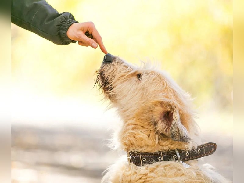 Willie sucht liebevolle menschen