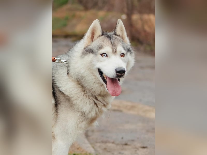 Wunderschöner Rocky sucht Familie