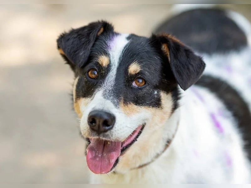 Anhänglich Loki will nach hause