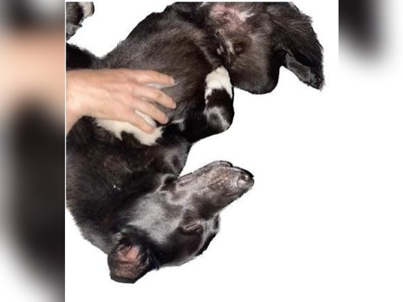 Traumhund