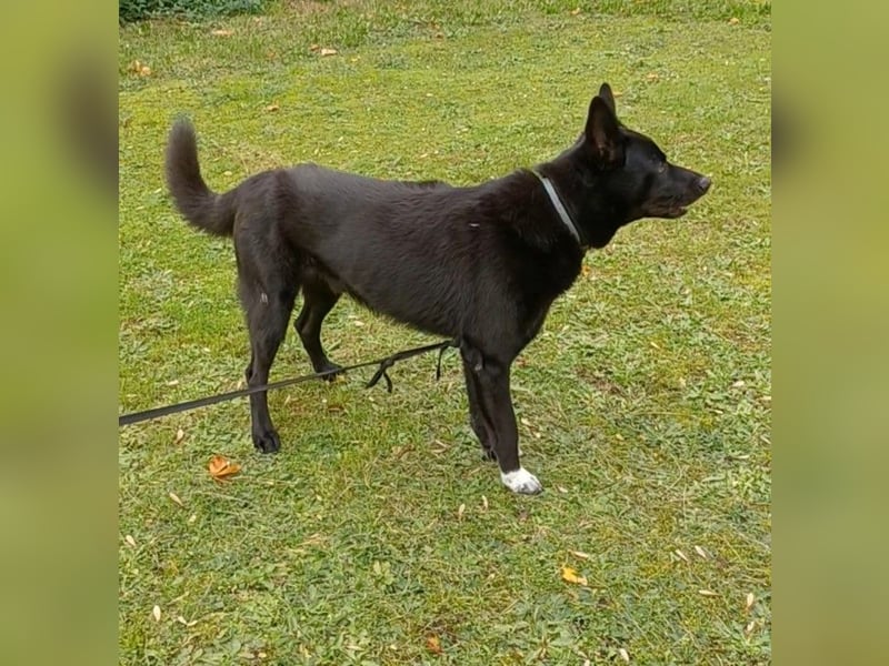 Traumhund