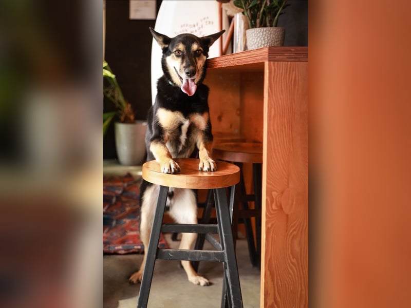 Chejs ein schwarzer Schäferhund - mischling als  treuer Wegbereiter!