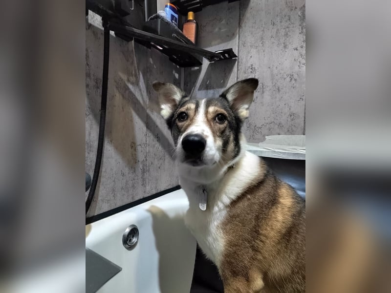 Traum zuhause für Choppy gesucht