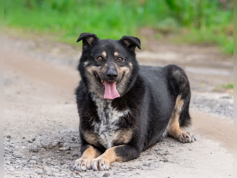 Sensible Mukha sucht verständnisvolle Menschen