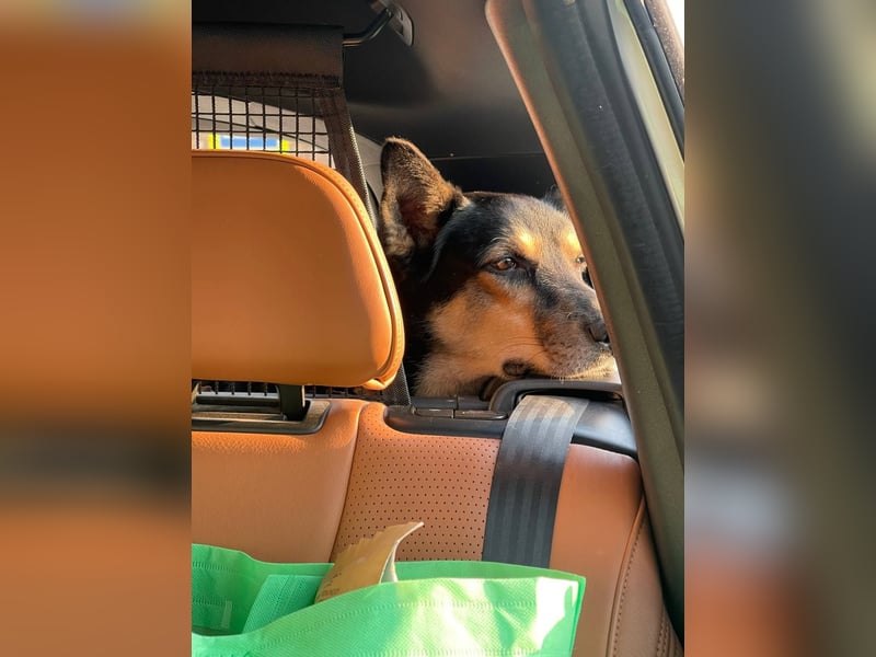 Chejs ein schwarzer Schäferhund - mischling als  treuer Wegbereiter!