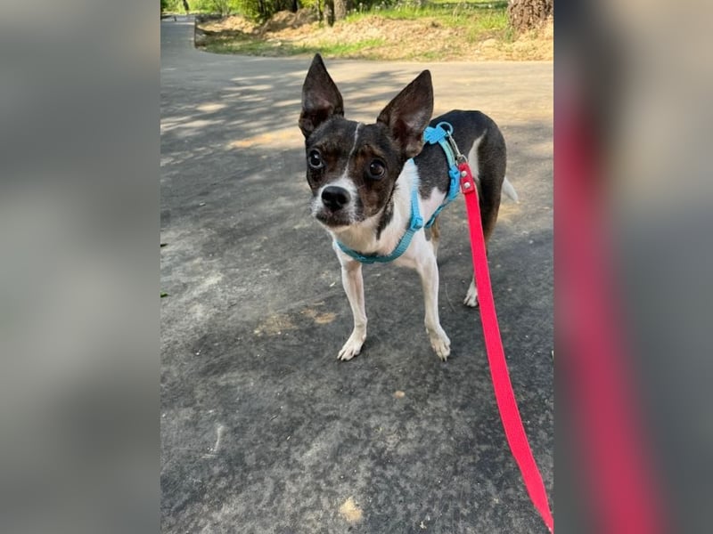 Gesseliger Peter sucht dich ...