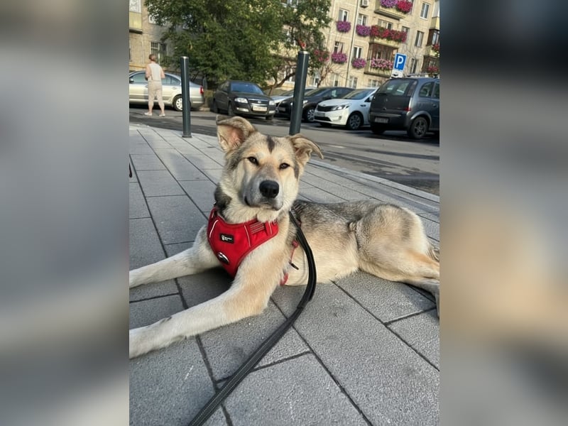 Lada sucht ihre Familie