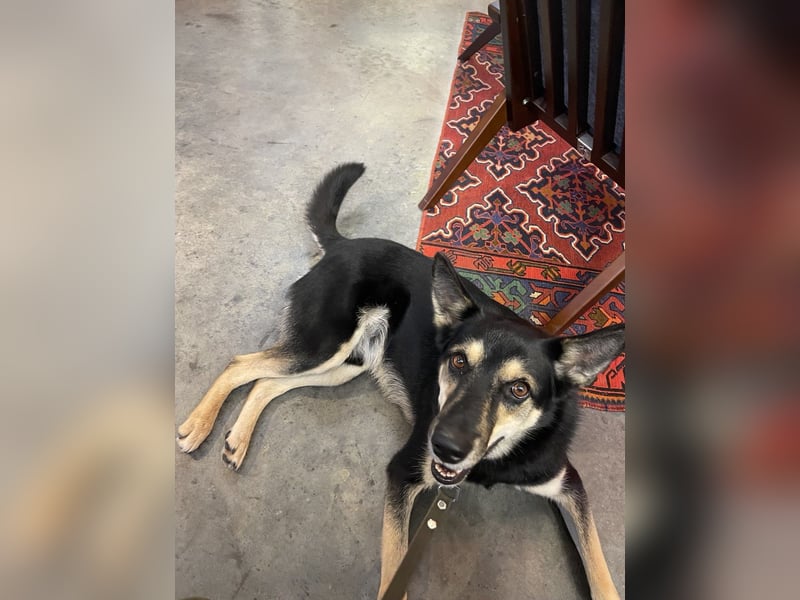 Chejs ein schwarzer Schäferhund - mischling als  treuer Wegbereiter!