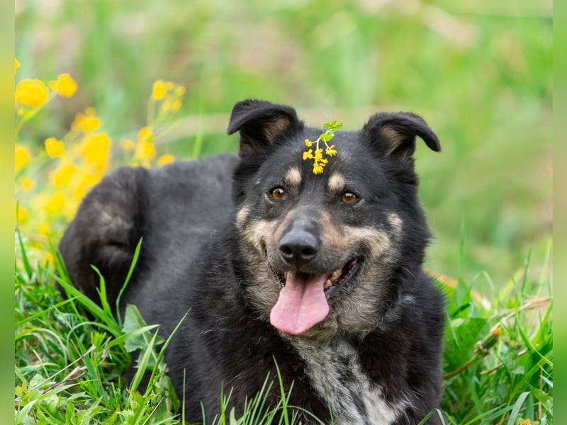 Sensible Mukha sucht verständnisvolle Menschen