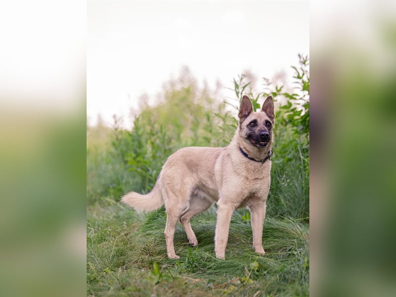 Sanfte Sofia sucht treue Familie