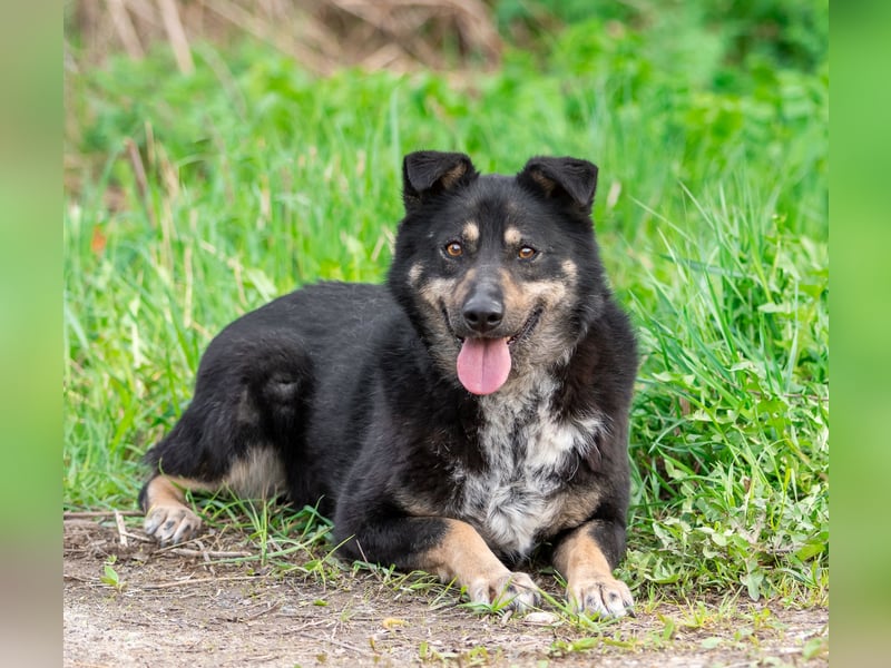 Sensible Mukha sucht verständnisvolle Menschen