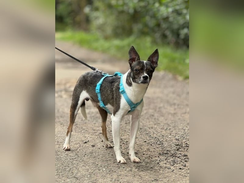 Gesseliger Peter sucht dich ...