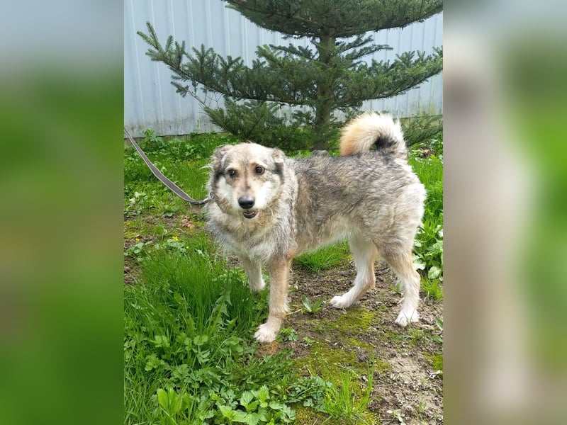 Wuschel Marta wartet auf ihre Menschen